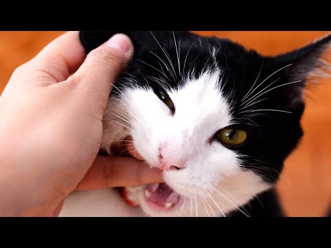 Why Cats Sometimes Bite You & Other Strange Behaviors Explained