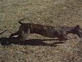 Whippet Language, lesson 1 Whippet Language, lesson 1