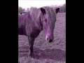 voor mijn rode schoonheid dissalief. muziek: erin mccarley - pony