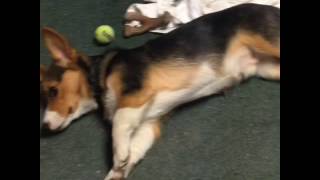 Training success: Milo!
