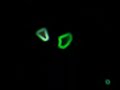 GlowChuxVideo GlowChuxVideo