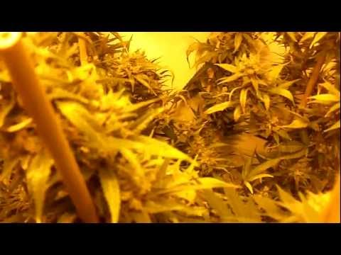 Last Chocolope Harvest by kbgrowkid420