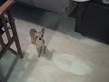 Bruiser! Bruiser!