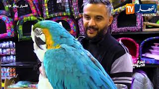 أسرار الحيوانات: ببغاء الأغا.. أيقونة الجمال وذكاء الطبيعة الناطق