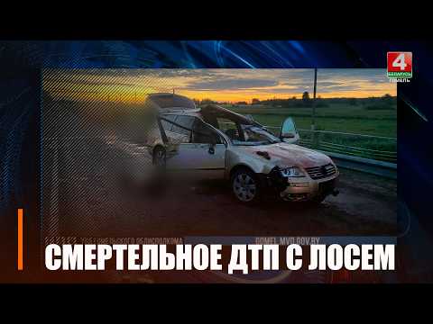 ДПТ с лосем закончилось гибелью 18-летнего пассажира в Буда-Кошелёвском районе видео