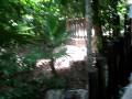 videos de Iberostar Tucan Jungle