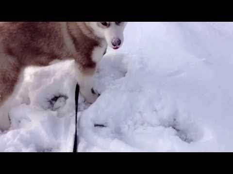 siberian husky