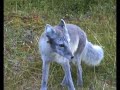 Arctic fox of Svalbard