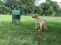 Luna at Ibirapuera Park