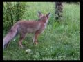 Jungtier Rotfuchs