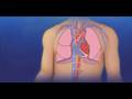 What happens to your body when you stop smoking video
