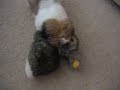 Gizmo the Shih Tzu - playing (14 weeks old)