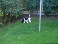 videos de Cuccioli Fox giocano con la mamma e la zia pt.1/6