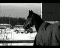 ett bildspel p� h�starna hos team ulf arne johansson