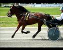ett bildspel p� h�starna hos team ulf arne johansson