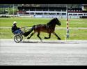 ett bildspel p� h�starna hos team ulf arne johansson