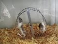 Crazy Backflipping Hamsters (Dean and progeny)