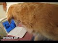perro vs gato portatil