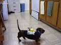Dachshund Vs. Weasel