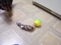 dachshund vs  weasel