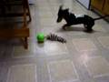 Salchicha video