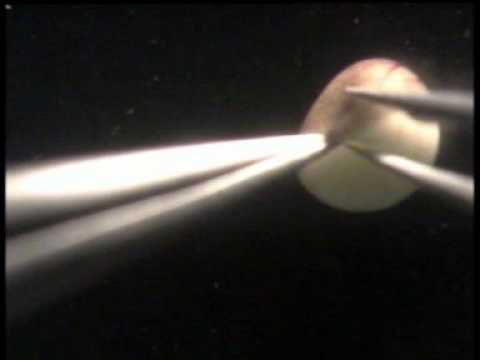 how to isolate nuclei from cells