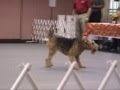 Airedale Terrier Obedience or the Good, the Bad, and the ETC