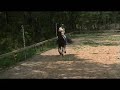 FRIESIAN