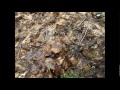 Click here to watch this video 120519-20白山大白川周辺.mpg