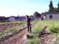 Brookside Energy Farm, May 30