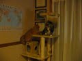 Pumpkin and Mender