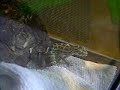 viper gecko shedding
