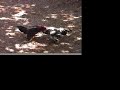 fight rooster combattimento galli clandestino a cuba fight rooster combattimento galli clandestino a cuba