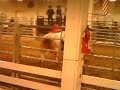 Grant Co. Bull Riding 5 BULL BUCKS COLTS GUY