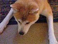 Vicious Akita Vicious Akita