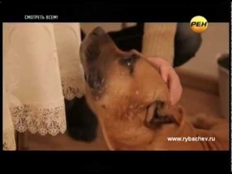 YouTube Трейлер