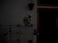 Crazy Talking Cockatoo, Elvis...Bird