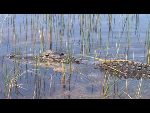 Alligators in Florida Everglades National Park