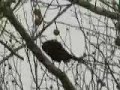 blackbird's song