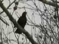 blackbird's song