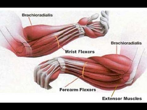 how to build forearms