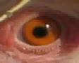 Hypno Chicken