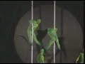 chinese-pole-move-stag.html