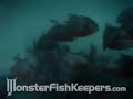 Piranha vs Stingray - MonsterFishKeepers.com