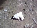 teddy bear shooting, dryice potato gun, mentos rocket mortar