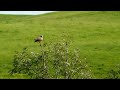 Click here to watch this video Another boring day at the office LIX: Aquila pomarina in the morning, before hunting...