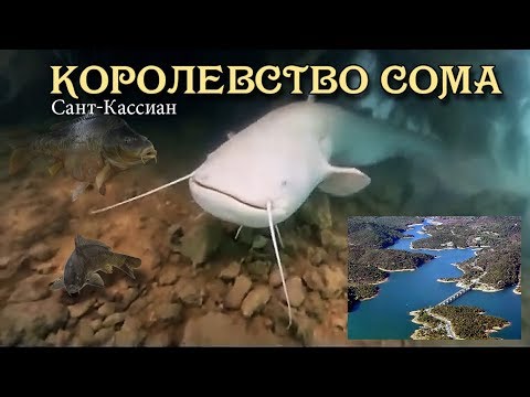 Королевство сома - Сомы Европы.