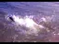 Megan pushed into lake