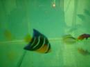 Peixes ornamentais 