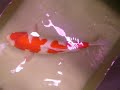 Nippon Koi Farm - New Arrival -  winter koi hunting 09-11-09 to 13-11-09 (MR AH LAM - INTRO)